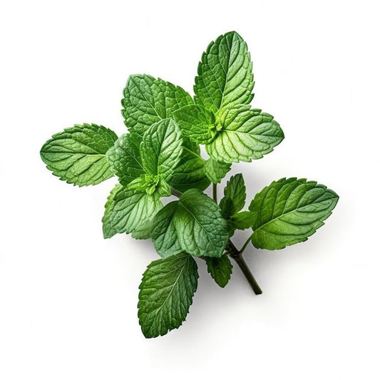 Herbs Mint